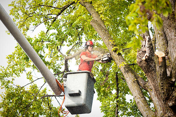 Best Tree Care Services  in Hobe Sound, FL